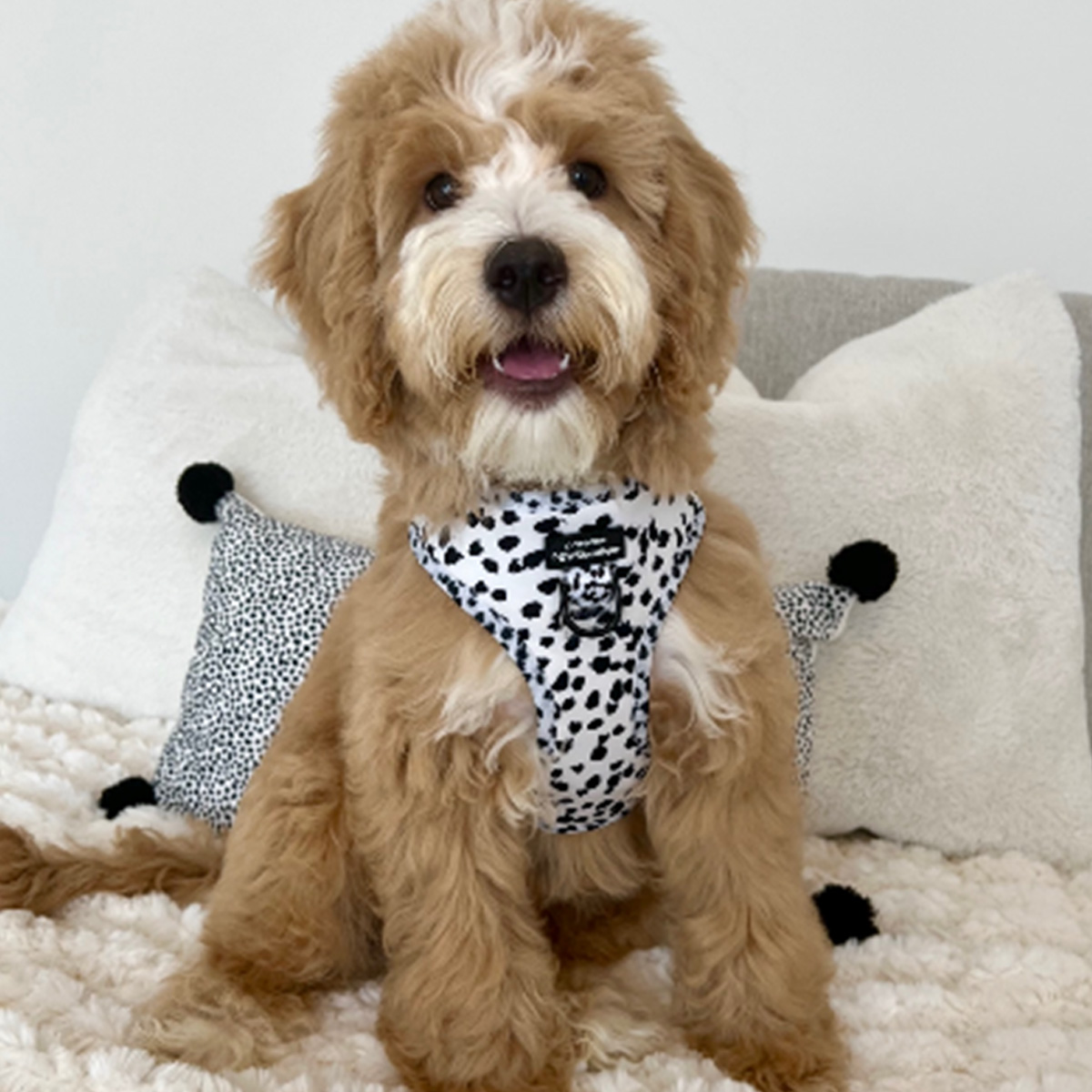 Pawsome Paws Boutique Harness - Perdita - in action
