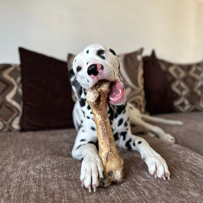 JR Ostrich Bone - Image 4