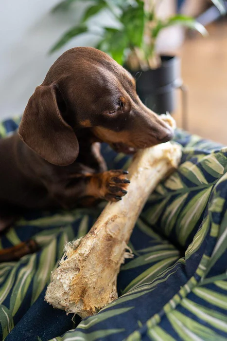 JR Ostrich Bone - Image 5