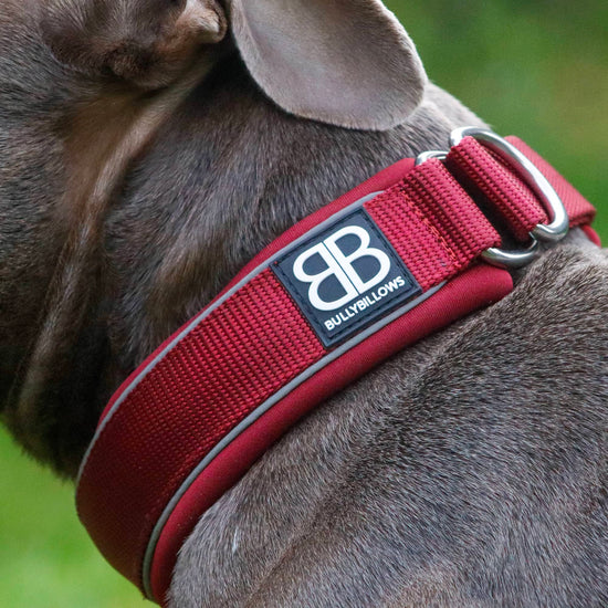 BullyBillows 4cm RR Slip on Collar