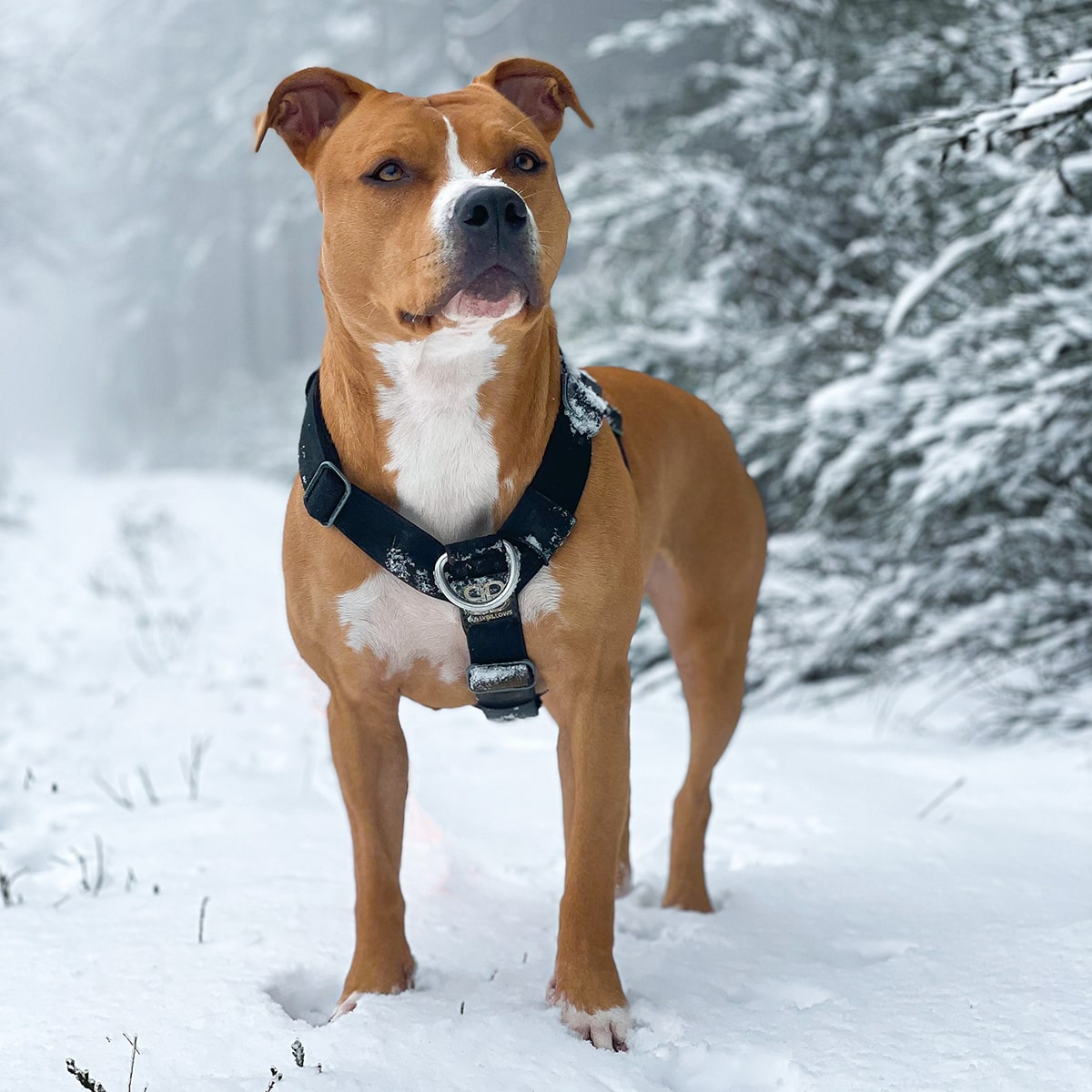 TRI-Harness Anti-Pull Adjustable Durable BullyBillows available at CATDOG Store