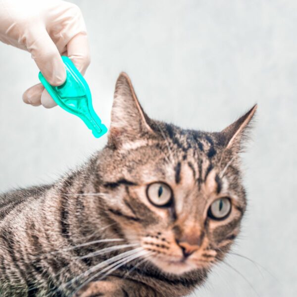 Flea, Tick & Wormers