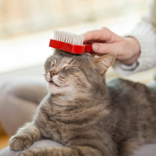 Grooming