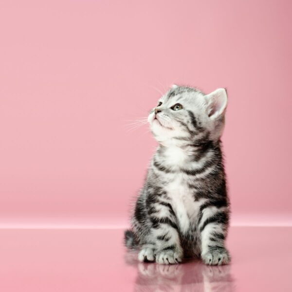 Kitten