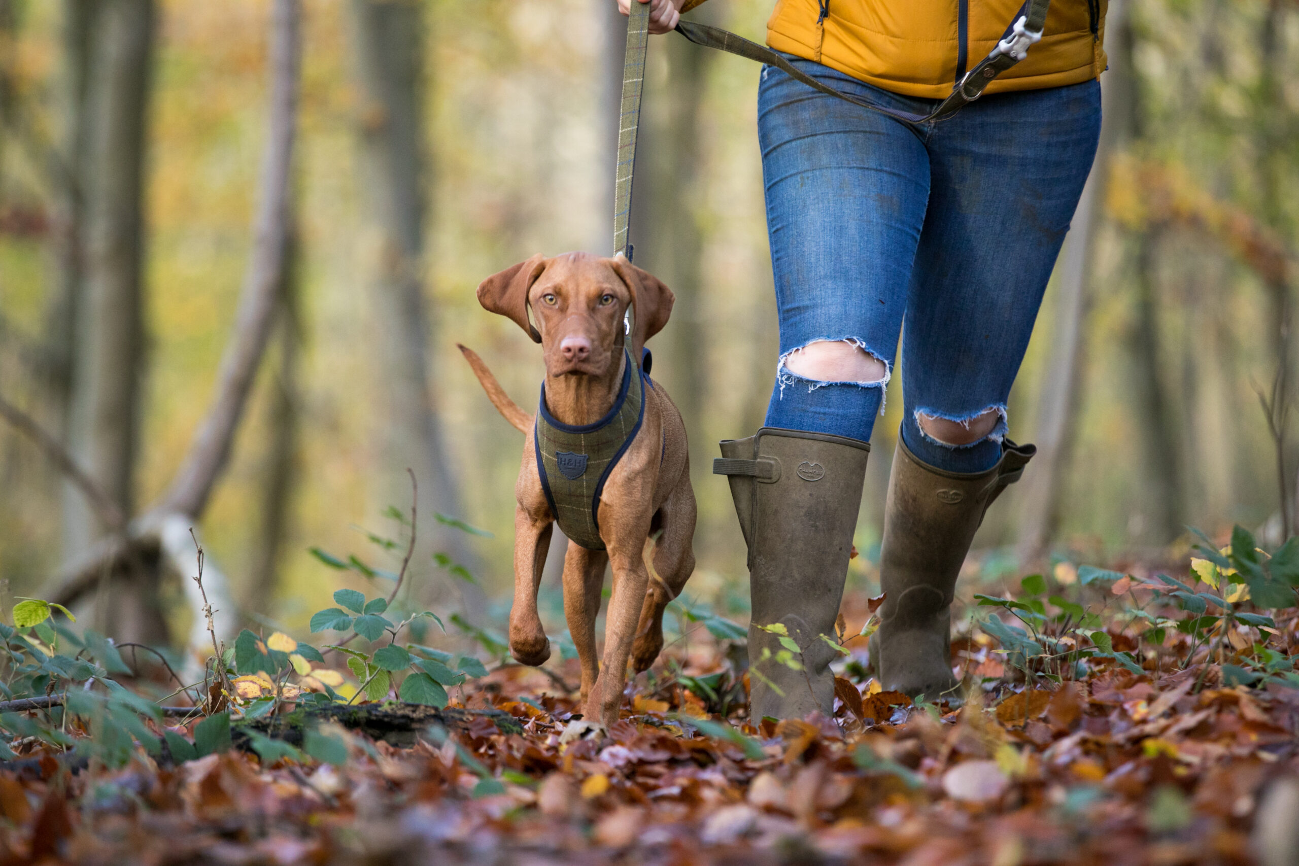 Hugo & Hudson Dark Green Checked Tweed Dog Lead - Image 5