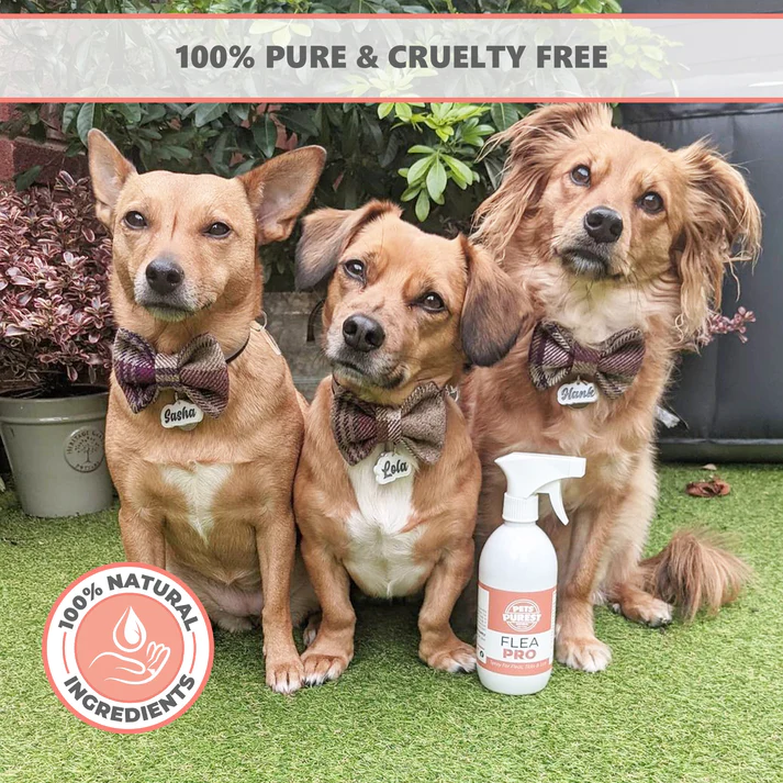 Pets Purest 100% Natural Flea, Lice & Tick Spray | 500ml - Image 6