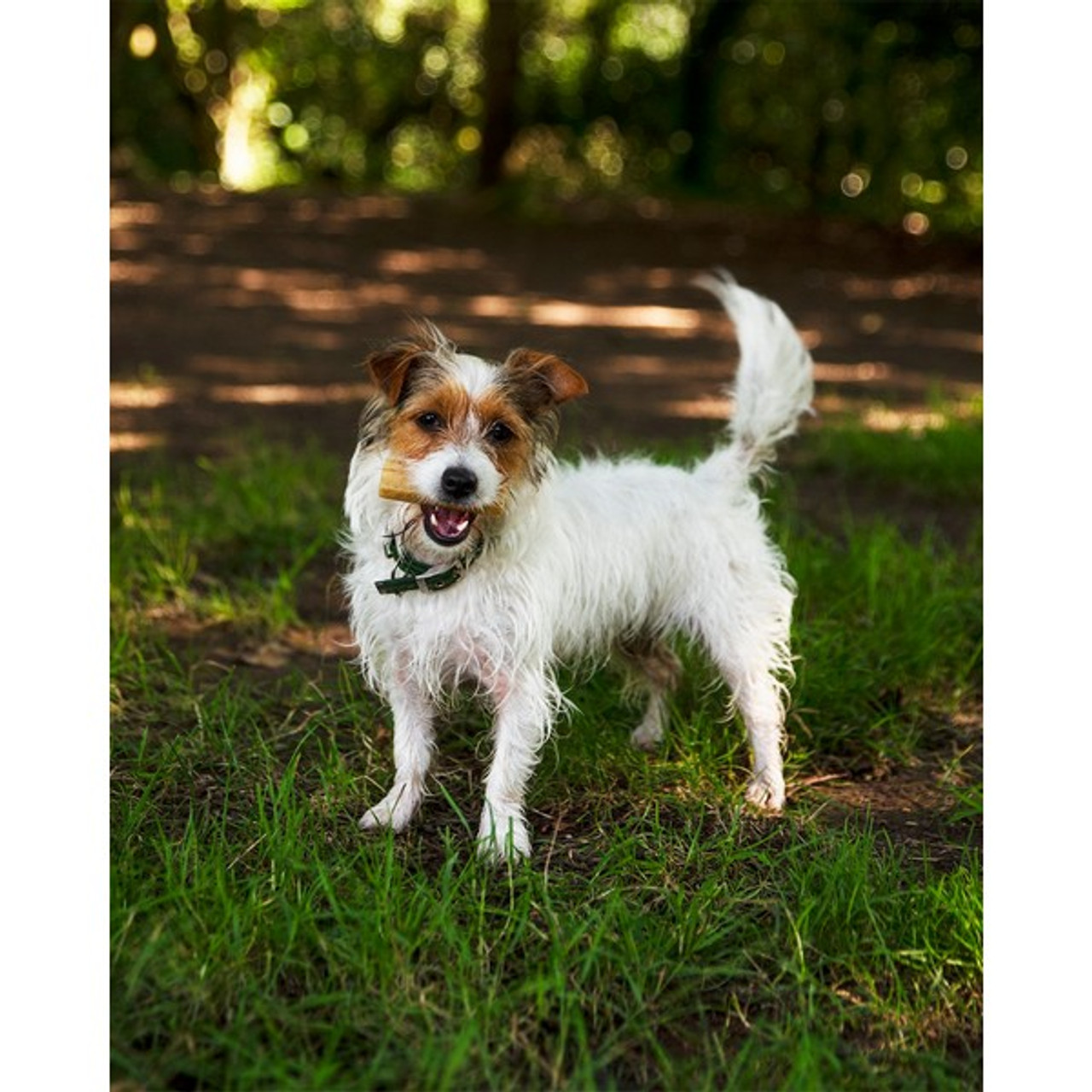Petello Yak Cheese Dog Chew | Small | 35g - Image 3
