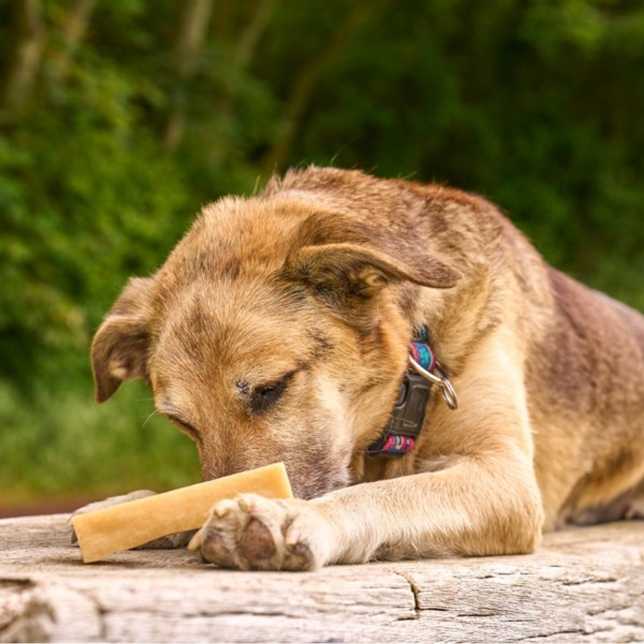 Petello Yak Cheese with Peanut Butter Dog Chew | Extra Large | 155g from Catdog Store