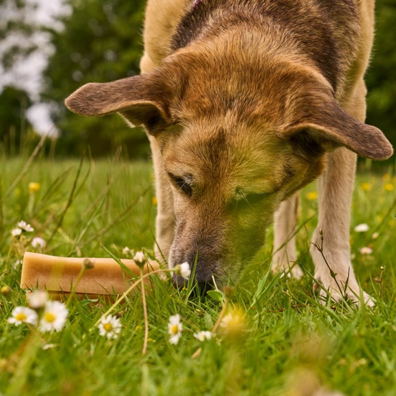 Petello Yak Cheese with Peanut Butter Dog Chew 75g
