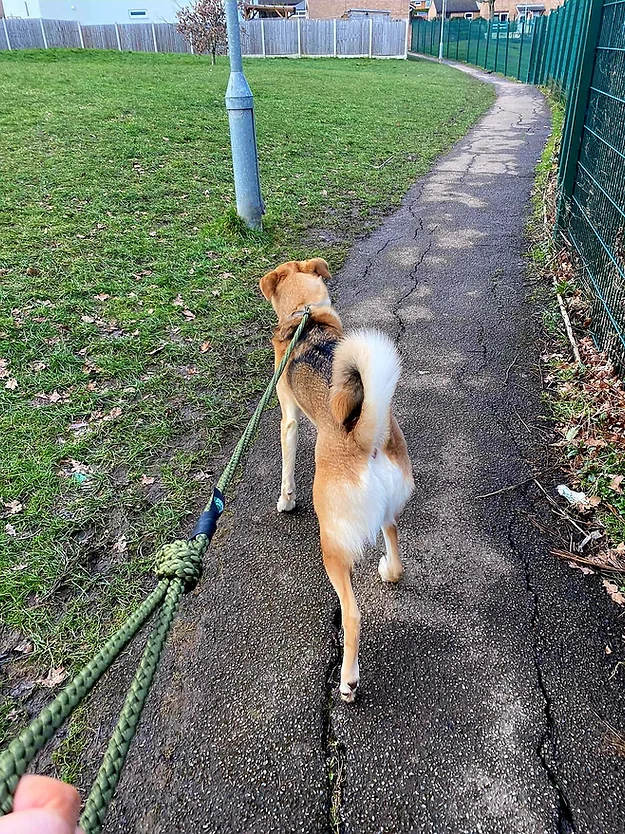 Delta Rope Slip Lead from Catdog Store