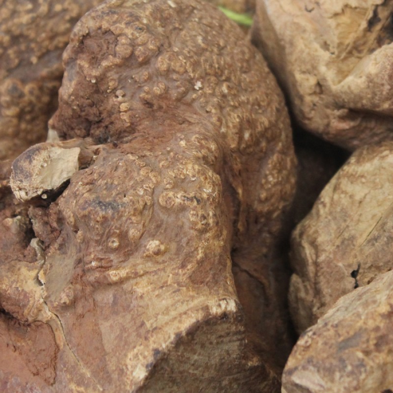 Chewroot