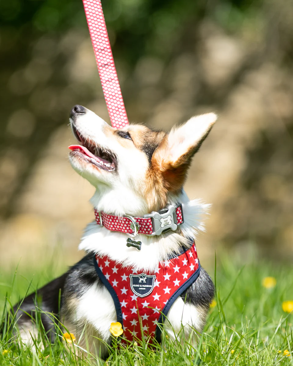 Hugo & Hudson Fabric Dog Lead - Red Star from Catdog Store