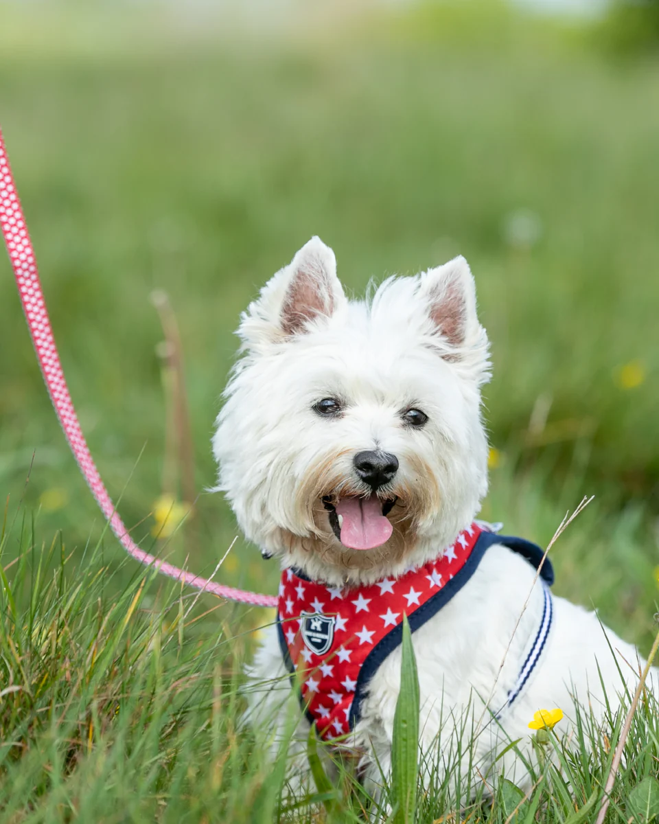 Hugo & Hudson Red Star Fabric Dog Lead - Image 6