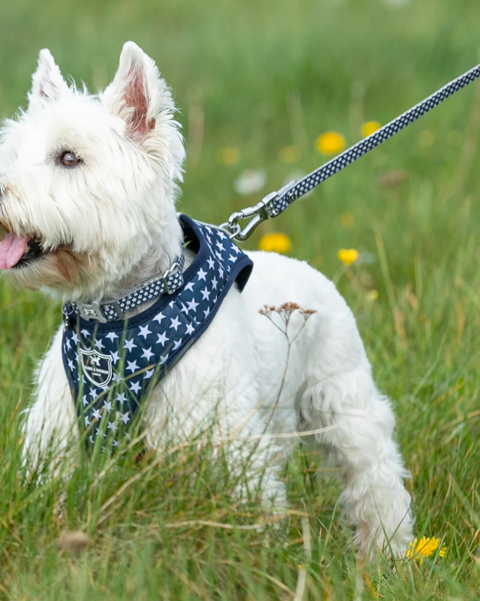 Hugo & Hudson Navy Star Fabric Dog Lead from Catdog Store
