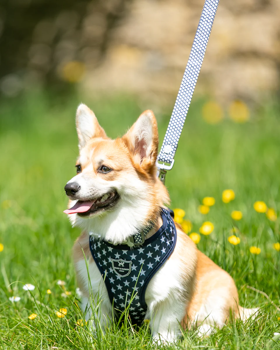 Hugo & Hudson Navy Star Fabric Dog Lead - Image 7