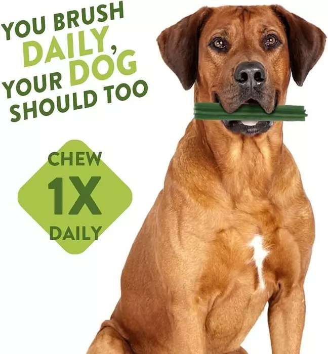 Whimzees M/L Rice Bone Dental Dog Chew | Single from Catdog Store