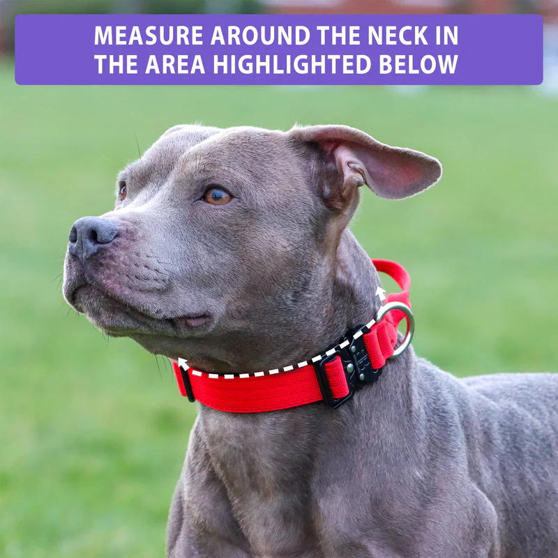BULLYBILLOWS 2.5cm Combat Collar | With Handle & Rated Clip – Black v2.0 - Image 2