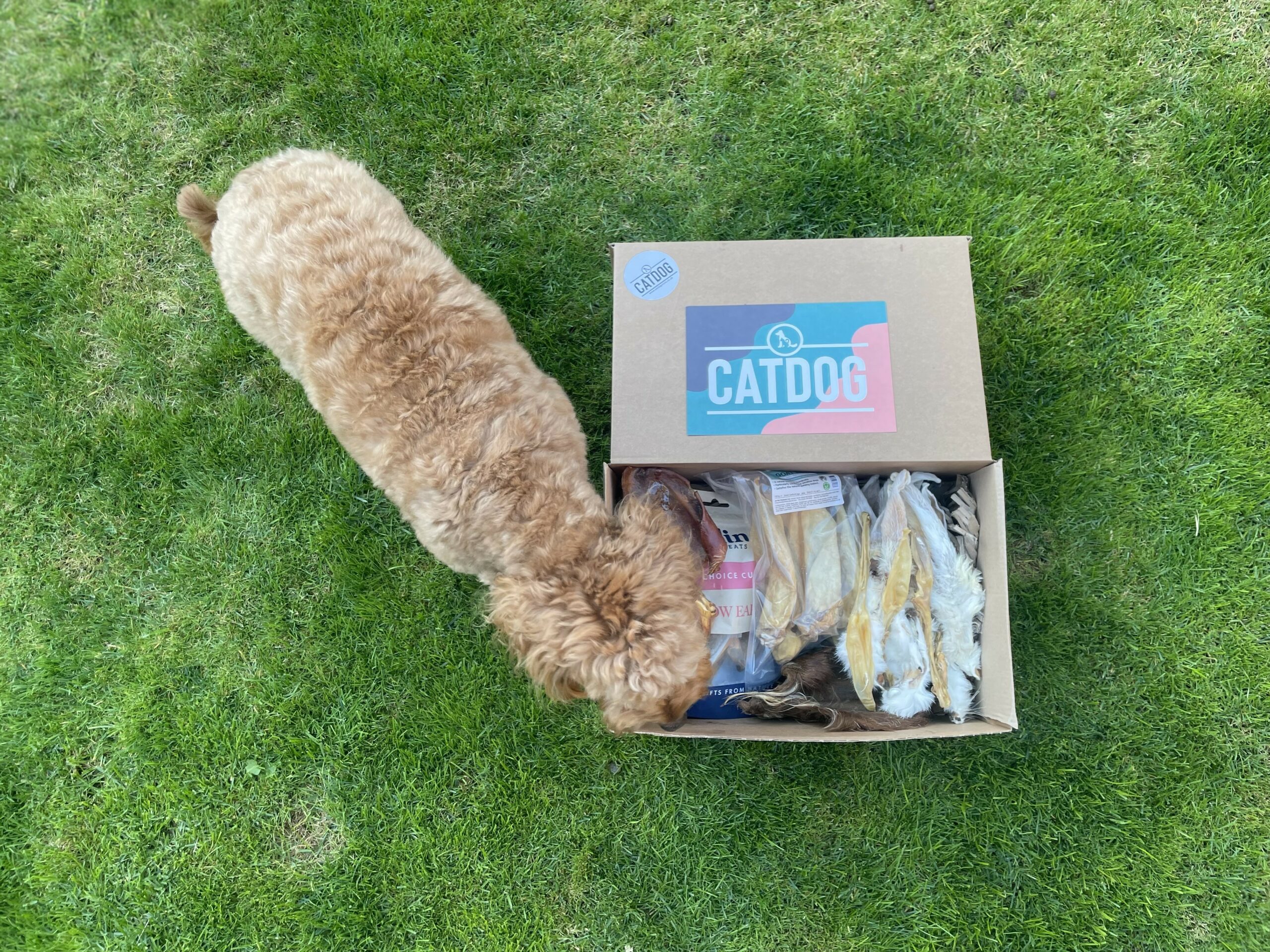 'I'm all Ears' Treat Box - Image 4