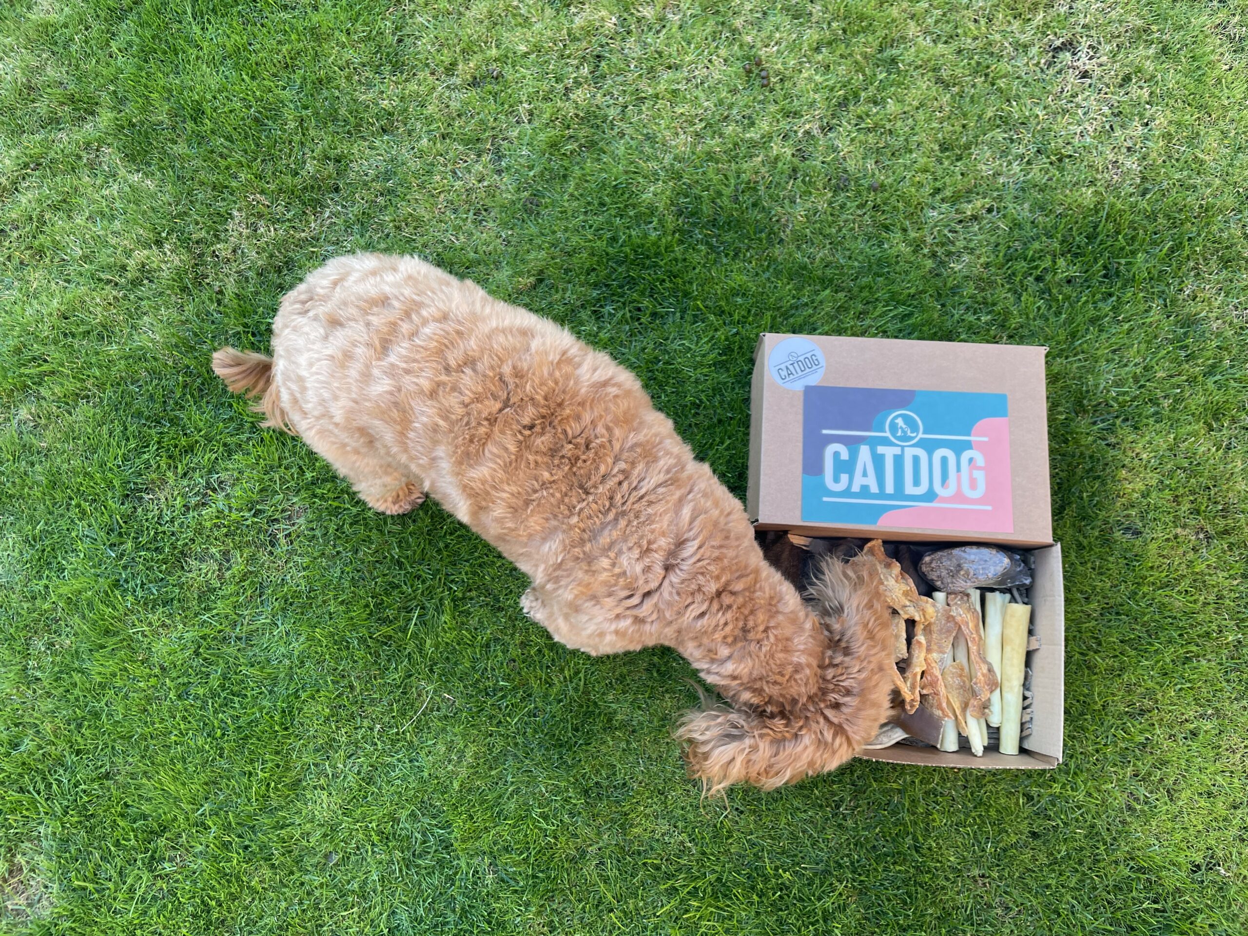 The Buffalo Box - Image 4