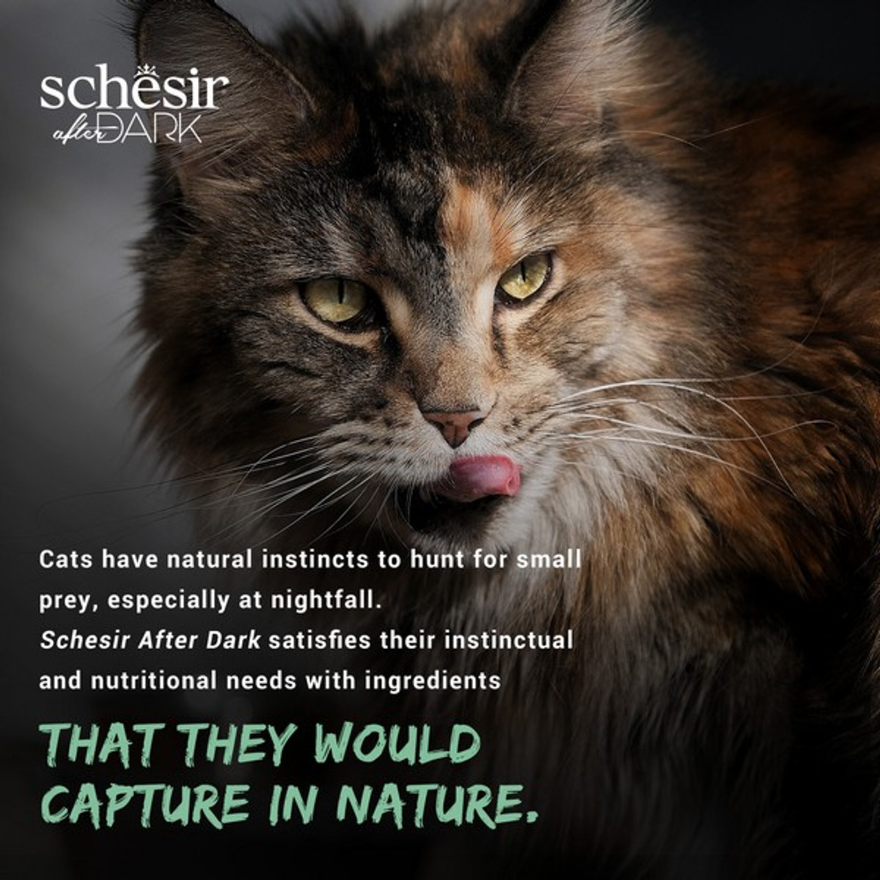 Schesir After Dark Wholefood Variety Pack | Adult Cat Mixed | 12X80g - Image 10