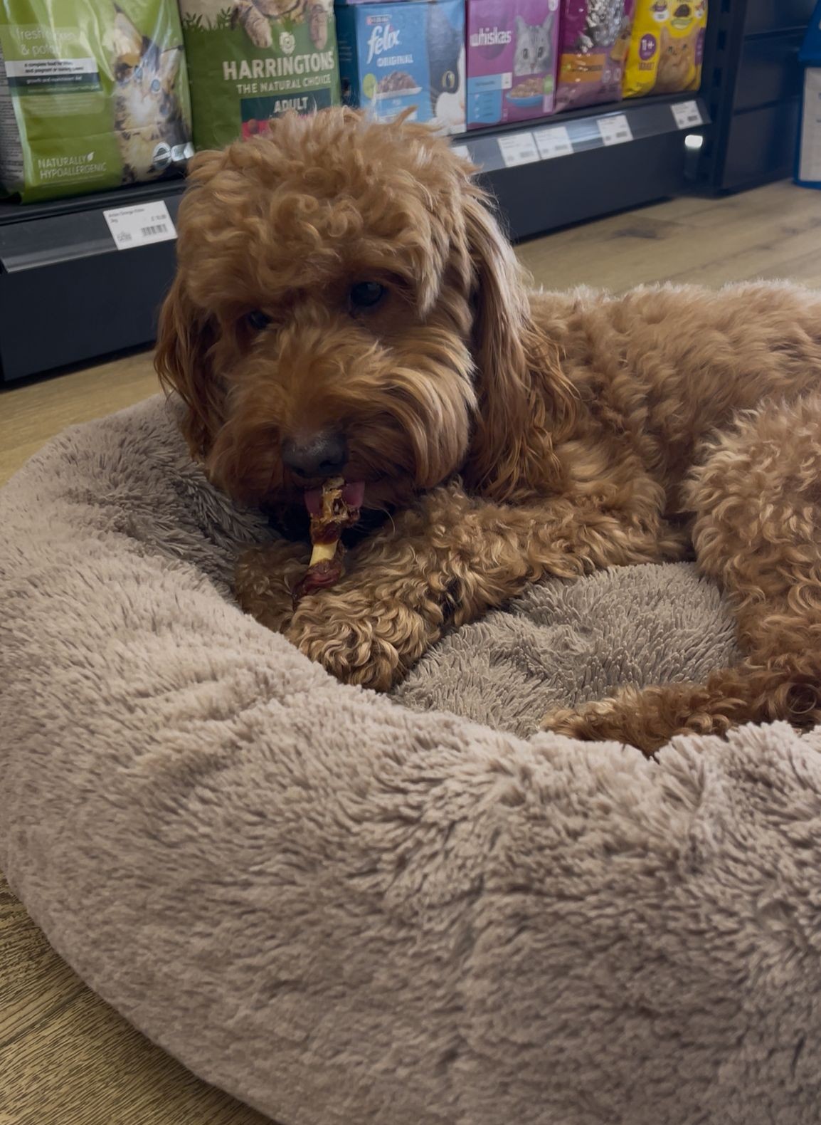 Buffalo Tails with Steak - Dog Treat